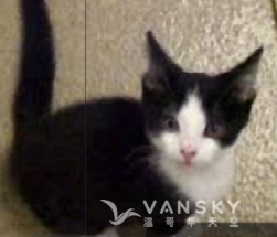 8周俄罗斯蓝猫／暹罗